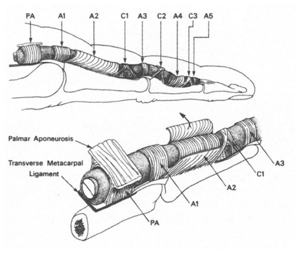 Figura 1: Visión anatómica de las poleas anulares y cruciformes