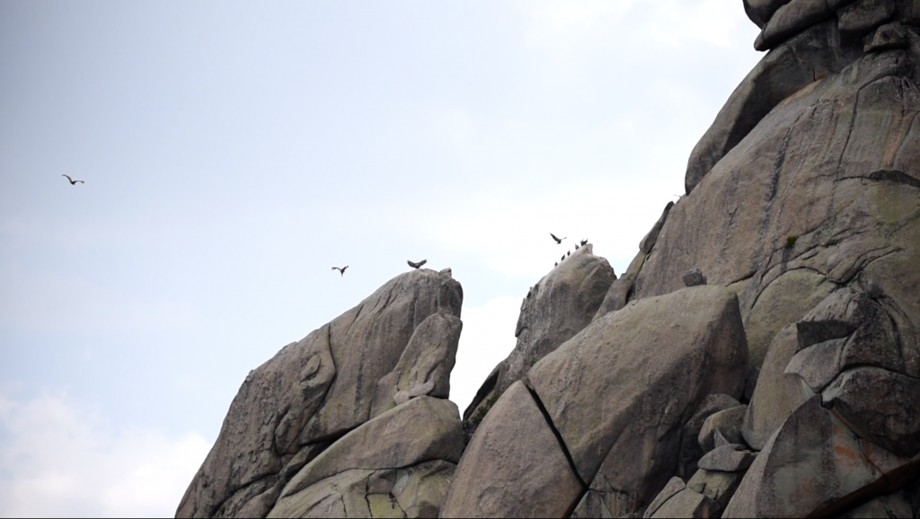 Buitres en La Pedriza, Parque Nacional de la Sierra de Guadarrama. ©Escalada Sostenible