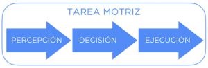Cualquier tarea motriz se compone de tres fases o mecanismos inseparables, en el siguiente orden: percepción, decisión y ejecución.
