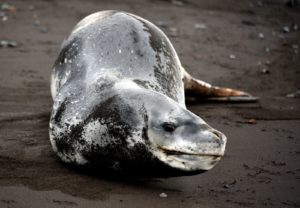 “La foca leopardo es el depredador de estas zonas, junto con las orcas, y a veces tienes que meterte en el agua con la Zodiac en sitios donde están ellas. Da bastante respeto. En tierra no son peligrosas, son muy torpes“, explica José Ortega.