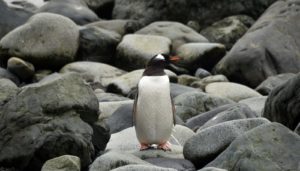 Pingüino Papúa, los más frecuentes de la zona.