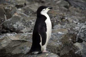 Pingüino Barbijo. La segunda especie en importancia.