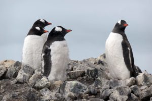 Grupo de pingüinos papúa. Las pingüineras pueden llegar a tener cientos de miles de individuos.