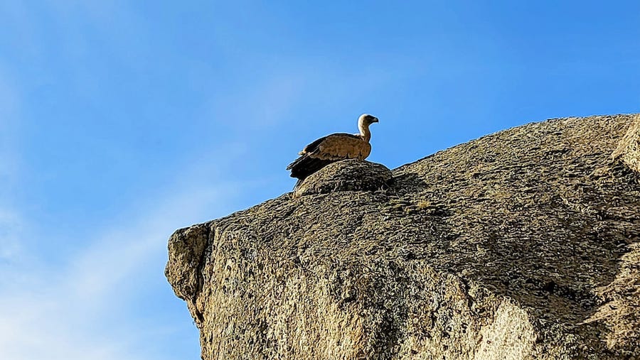 Buitre leonado Escalada y conservación Sputnik Climbing