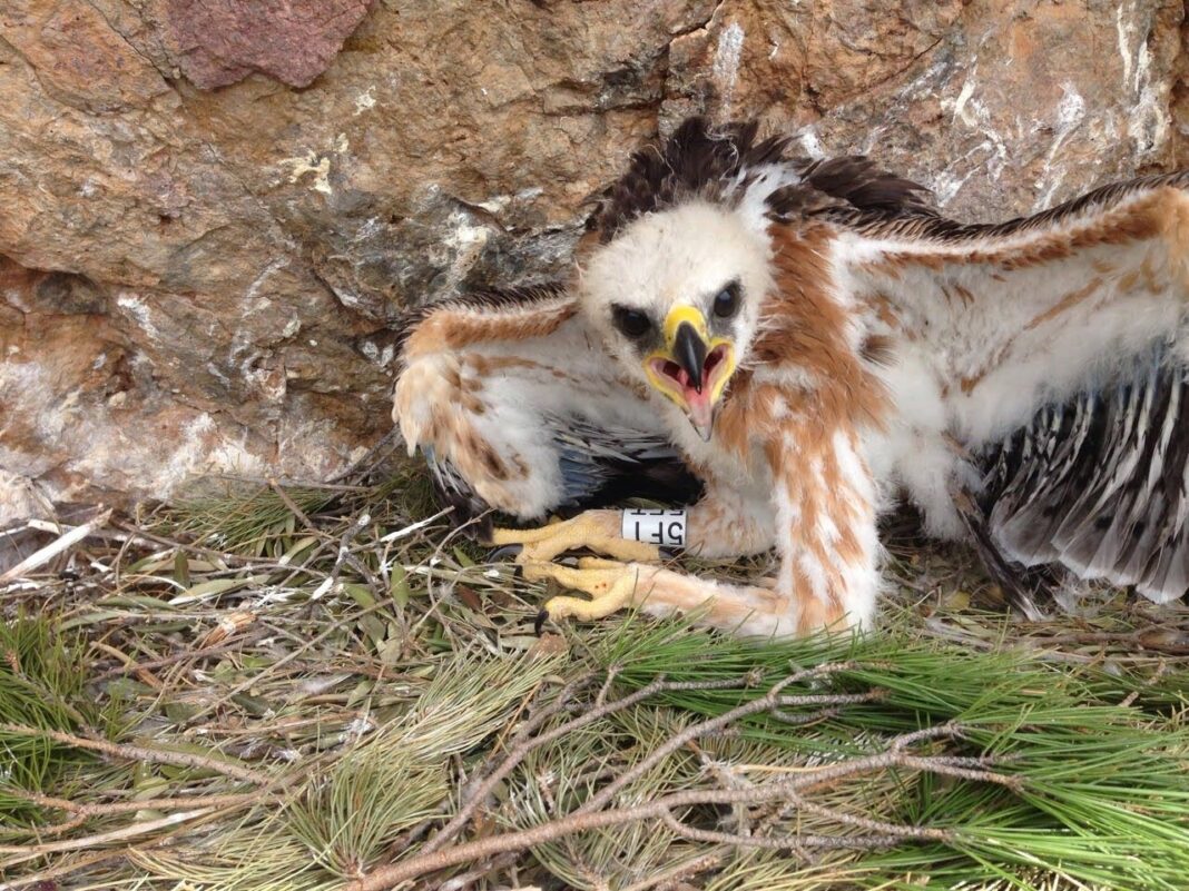 águila perdicera Escalada y conservación Sputnik Climbing