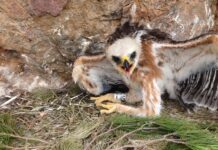 águila perdicera Escalada y conservación Sputnik Climbing