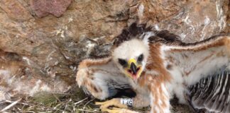 águila perdicera Escalada y conservación Sputnik Climbing