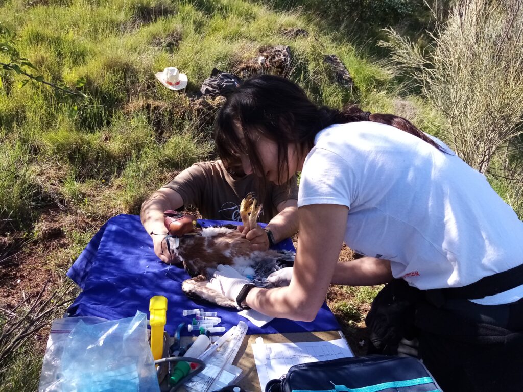 GREFA águila perdicera Escalada y conservación Sputnik Climbing
