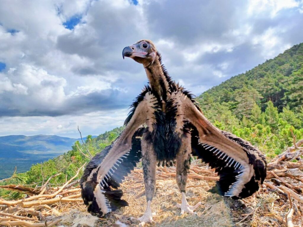 Pollo de buitre negro Escalada y conservación Sputnik Climbing